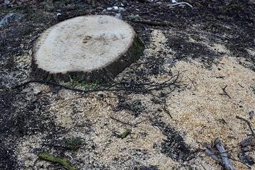 Stump Grinding Removal